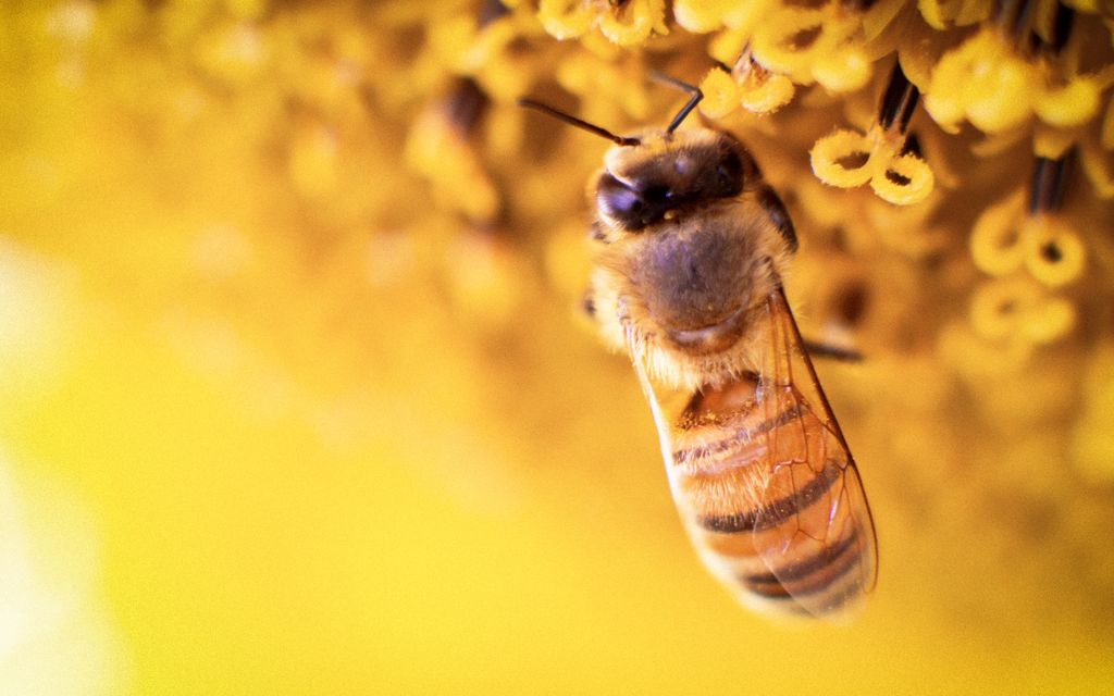 slonecznik pszczola
