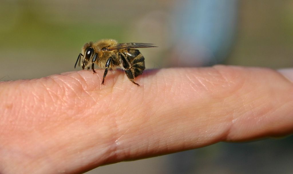 pszczoła użądlenie