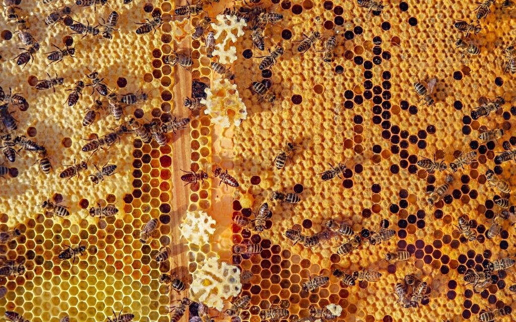 webinarium pszczoly plaster