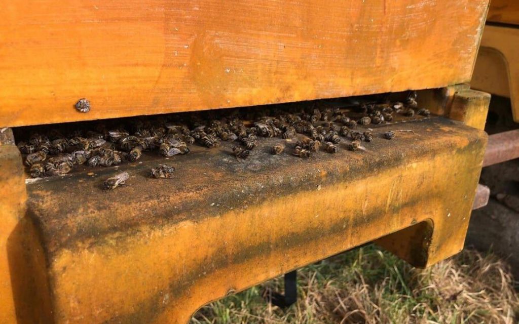 wytrucia pszczol