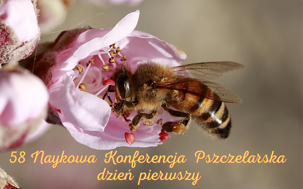 58 naukowa konferencja pszczelarska cz 1