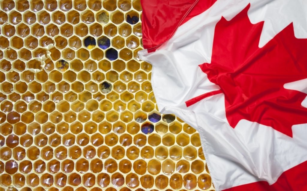 Lanada pszczelarstwo 2020