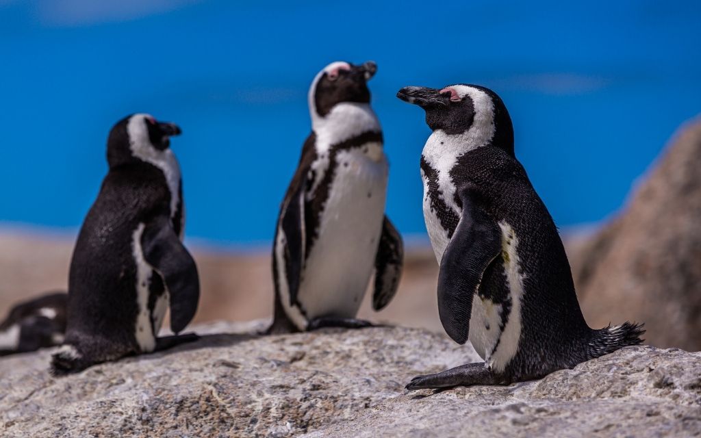 Pingwiny afrykańskie