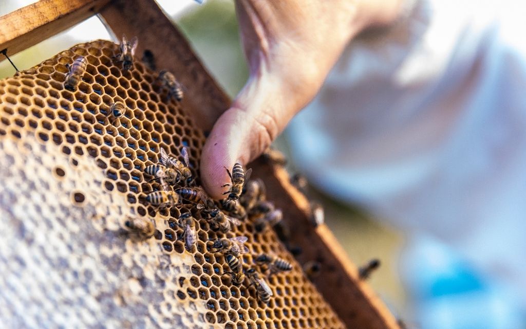 Plaster pszczeli czlowiek pszczola kodeks cywilny