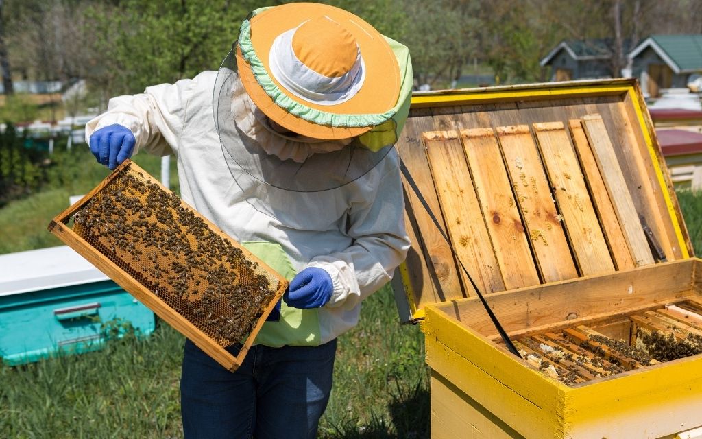 Pszczele bioindykatory w Pile