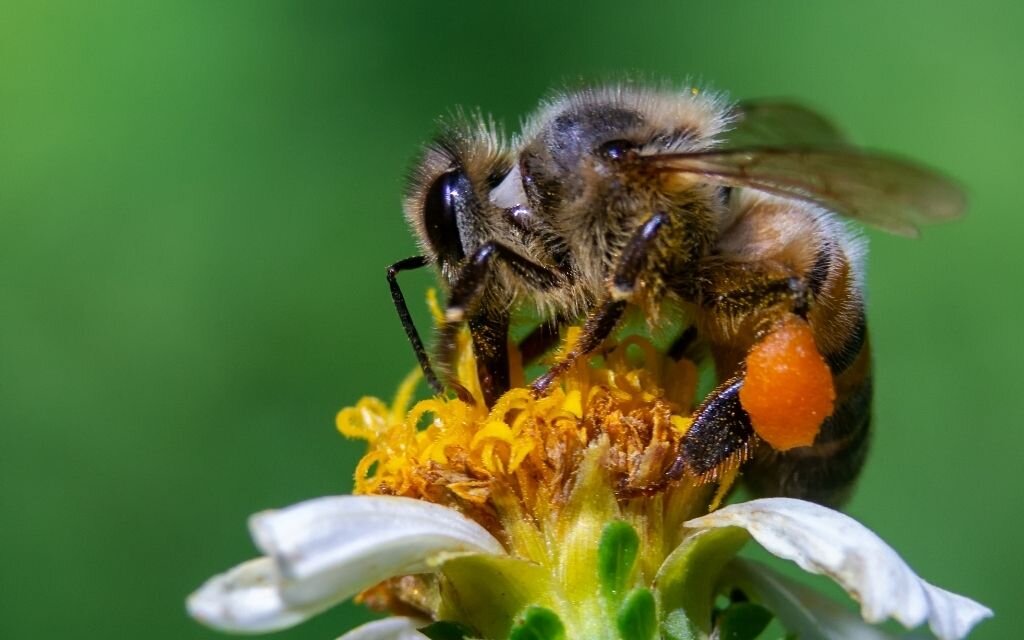 Pszczola kwiat dofinansowania