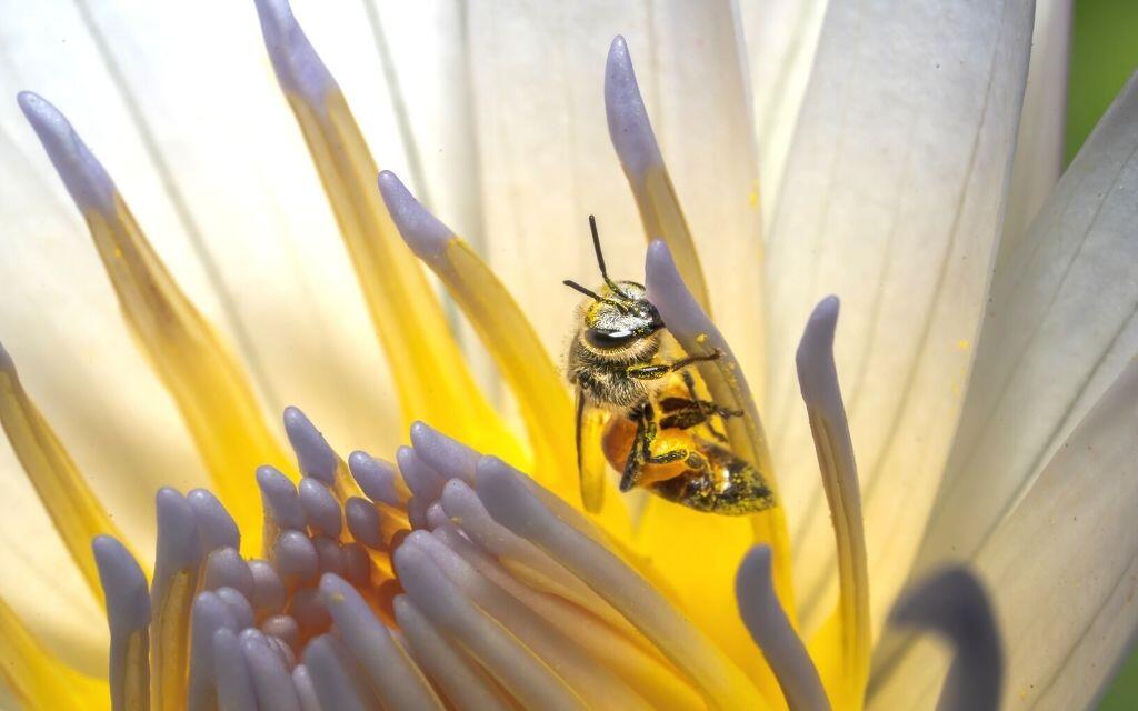 Pszczola na kwiecie zbiera pylek
