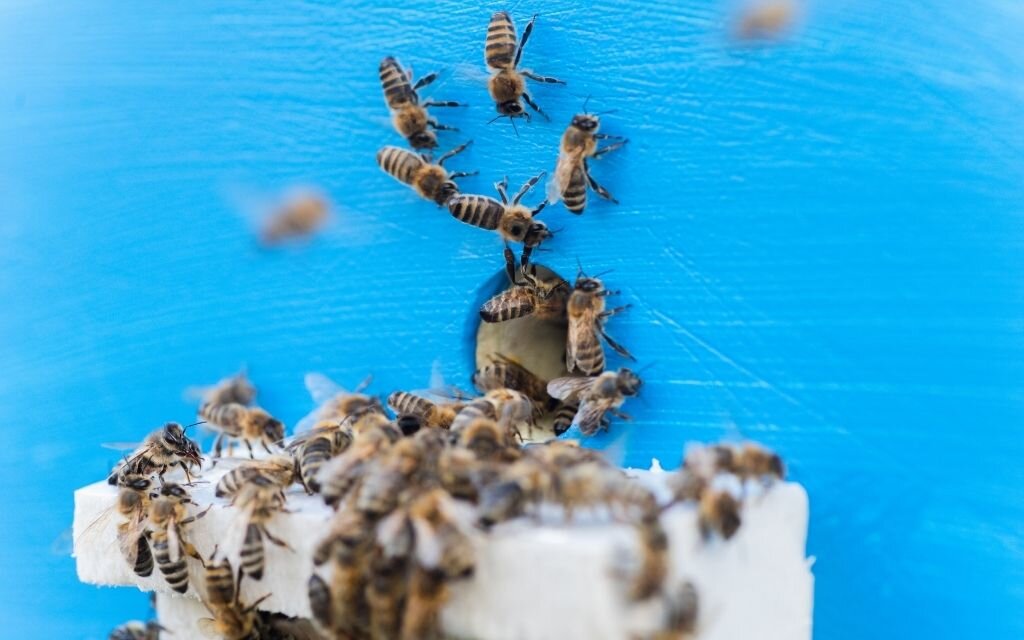 Pszczoly niebieski wlotek 1