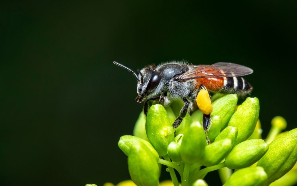 Pszczoła karłowata