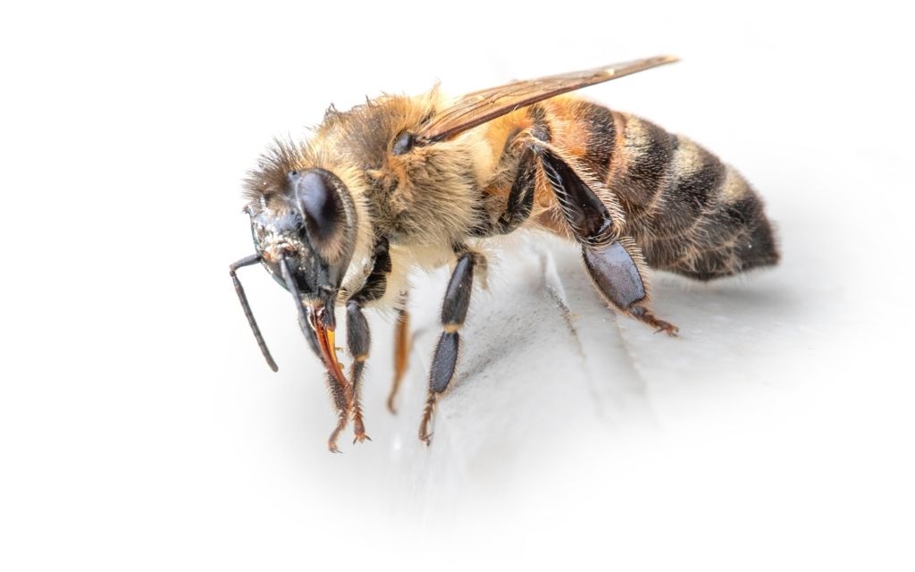 Pszczoła pobierająca pokarm