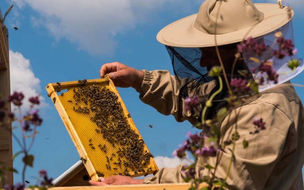 Rafal szela tak dla pszczol bank pszczeli