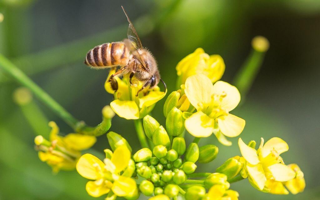 Rzepak wytrucie pszczol nieszczescie