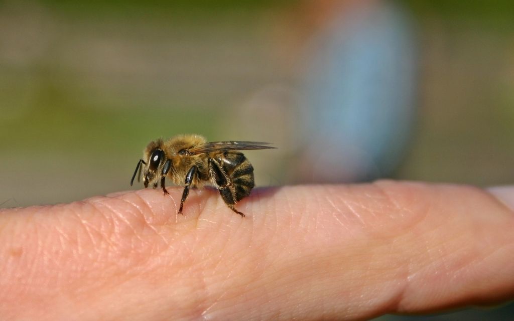 Zadlaca pszczola