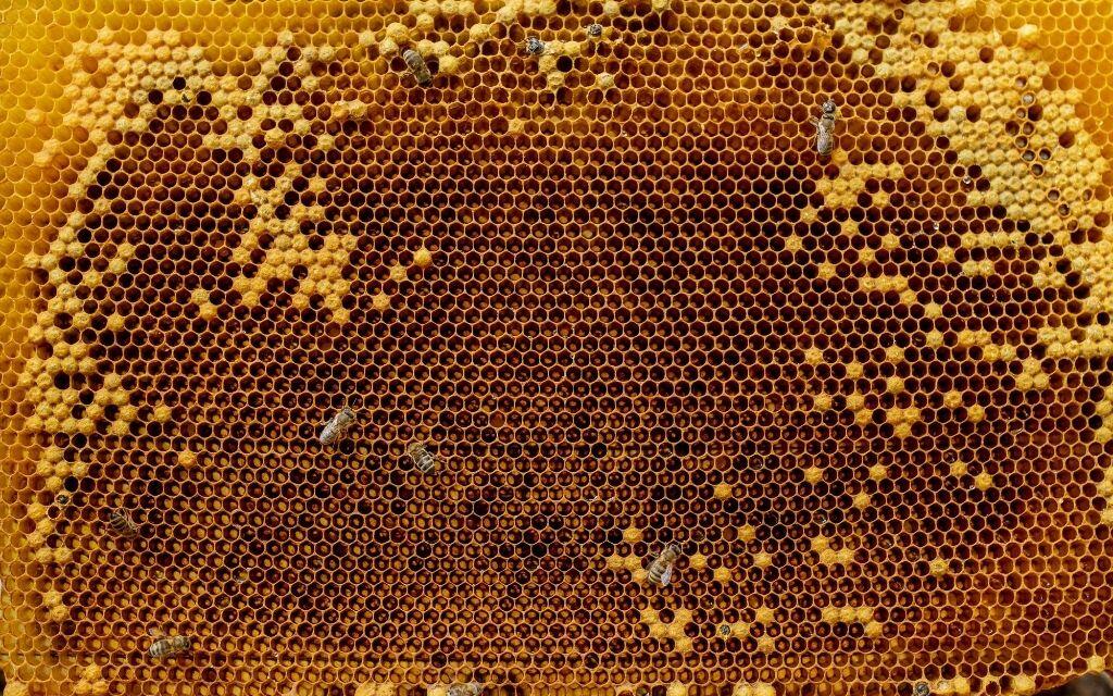 brzydki plaster pszczeli