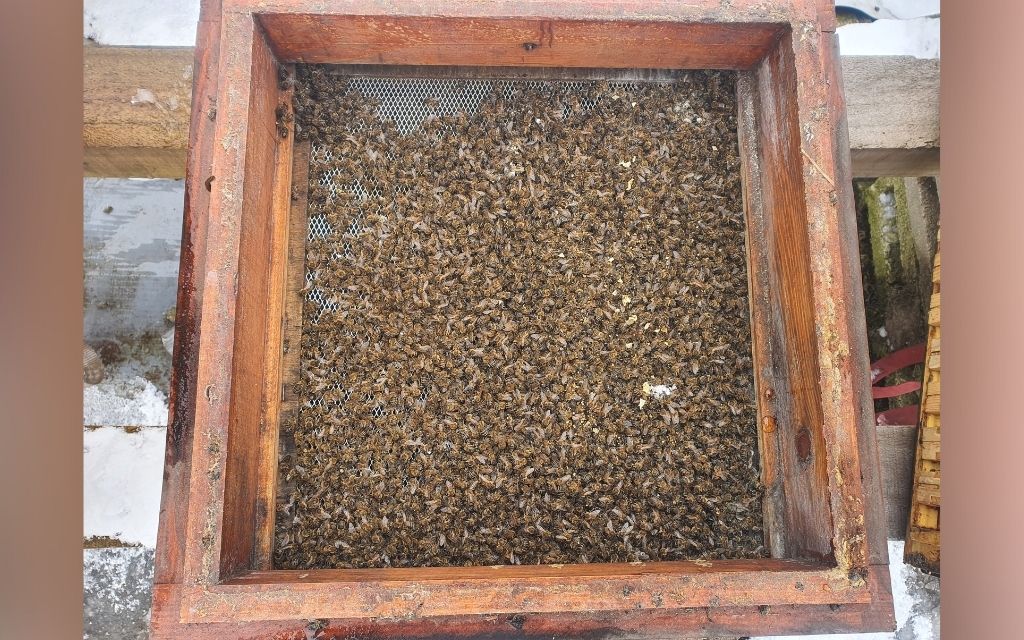 dennica martwe pszczoly
