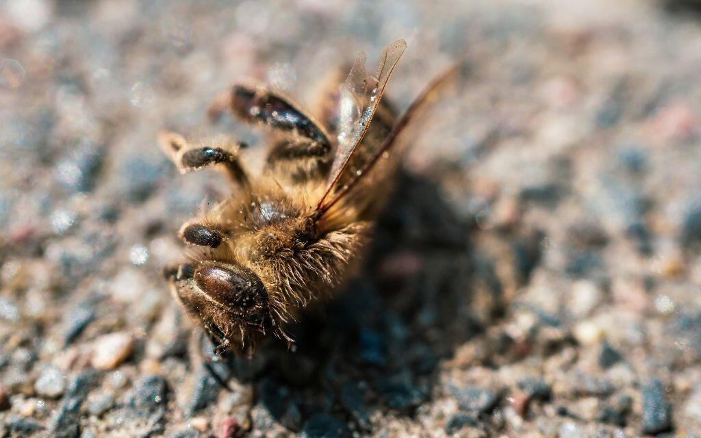 martwa pszczola ule zalane ropa