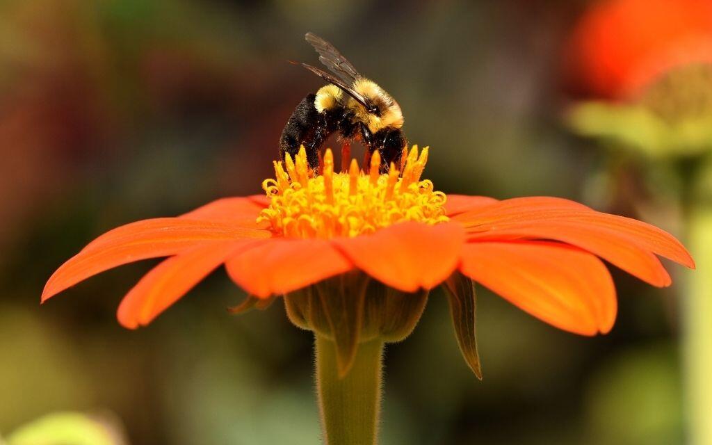 pszczola dziki zapylacz kwiat