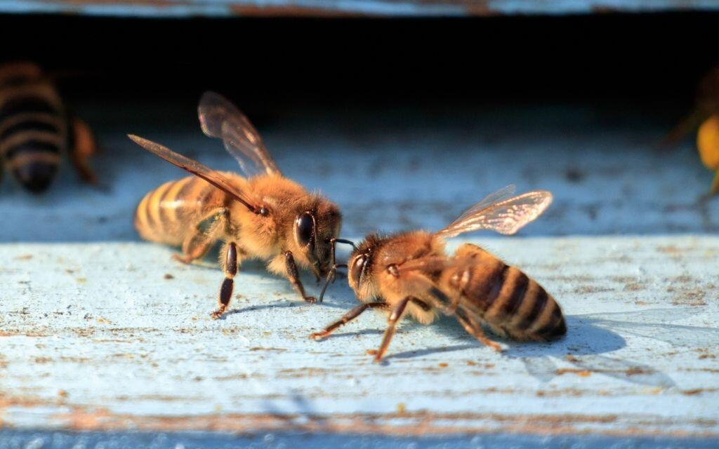 pszczoly i zanieczyszczenia powietrza