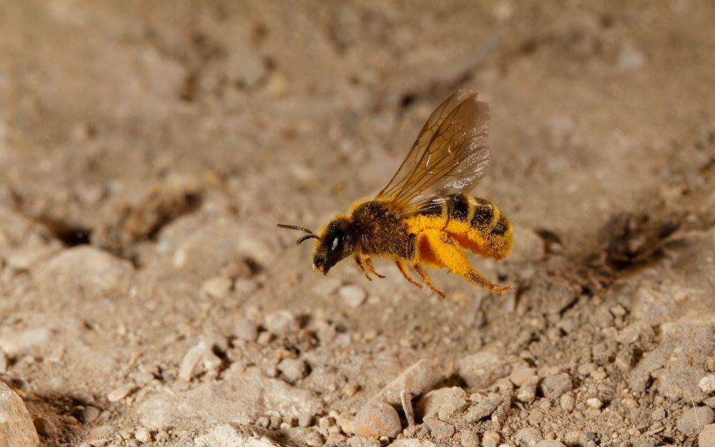 pszczoly jedza mieso