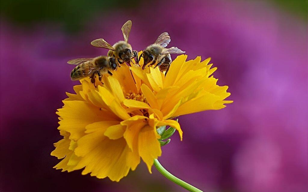 pszczoly nosemoza