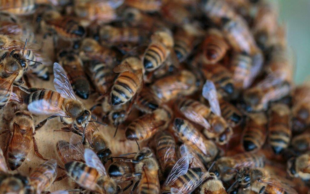 pszczoly plaster komunikacja