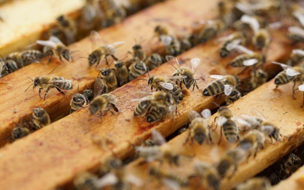 pszczoly plastry ramki
