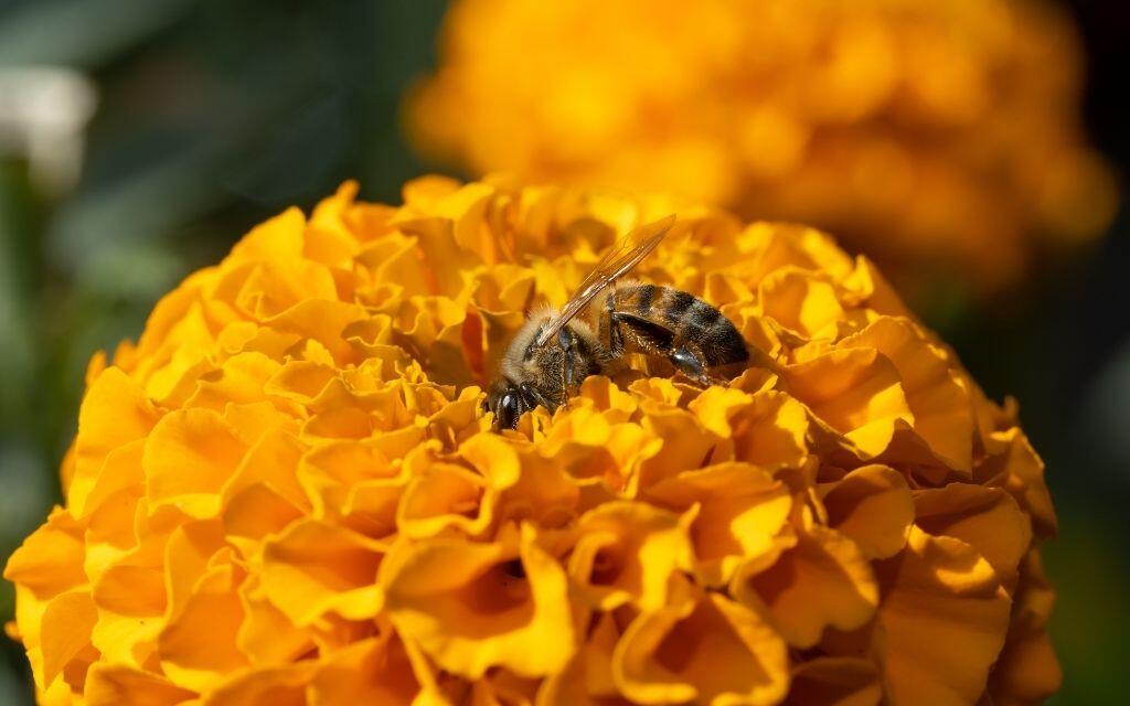 pszczoła na aksamitce