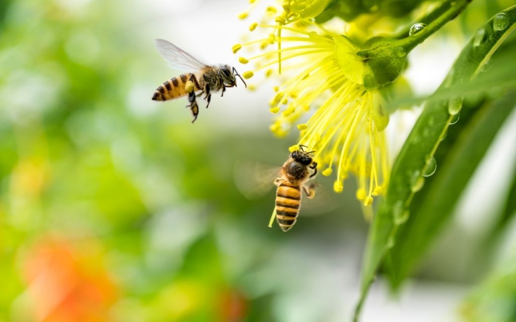 pszczoły genetyka pochodzenie