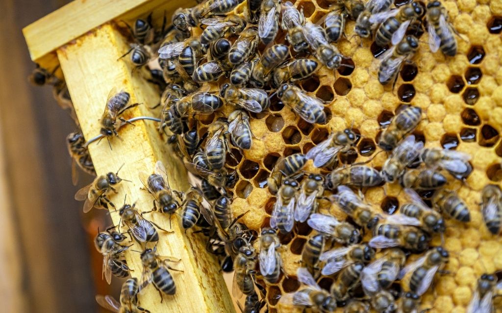 pszczoły z dystansem