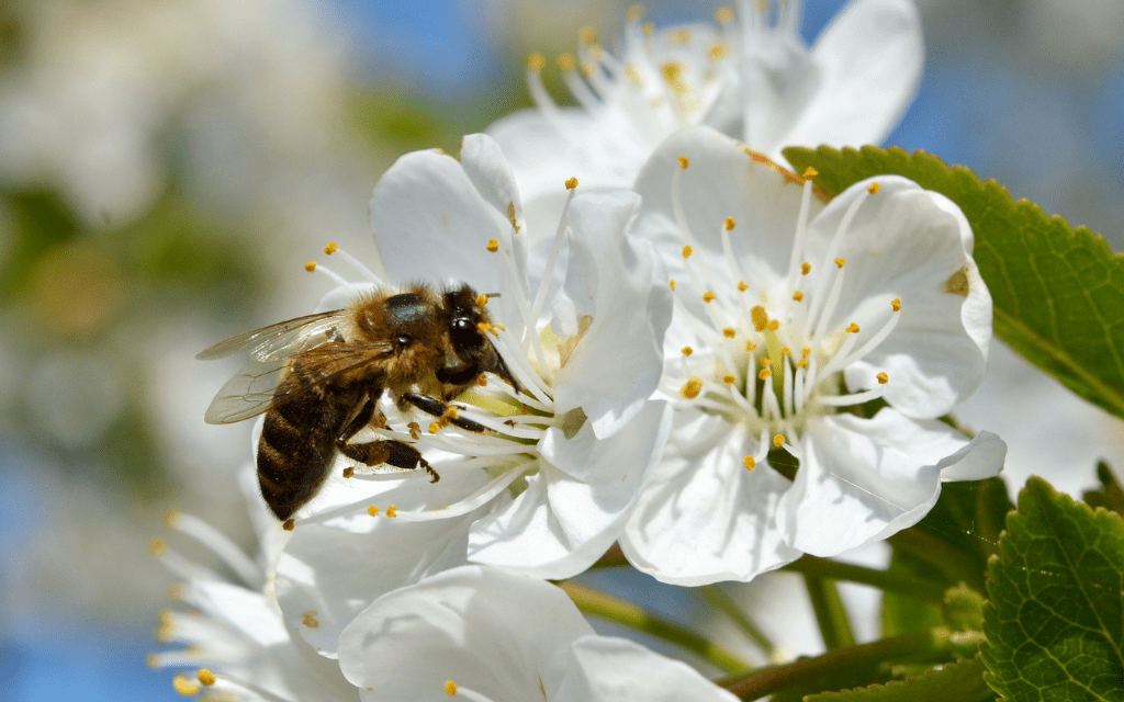 wiosna jablon pszczola