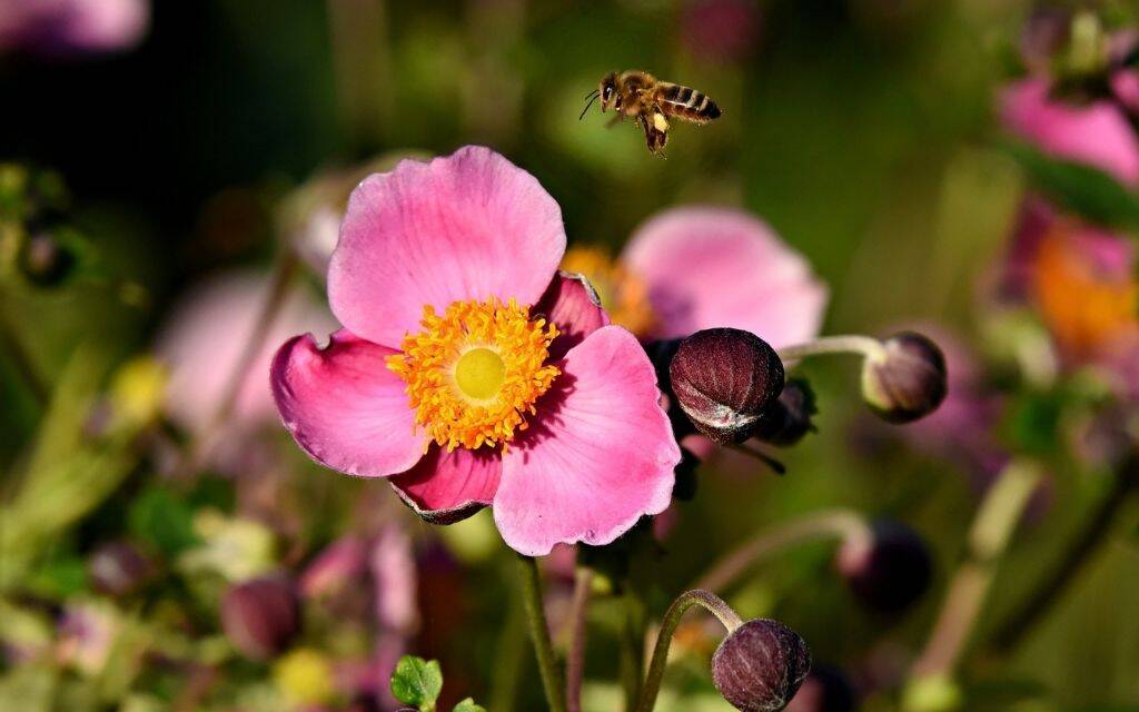 zawilec japonski pszczola