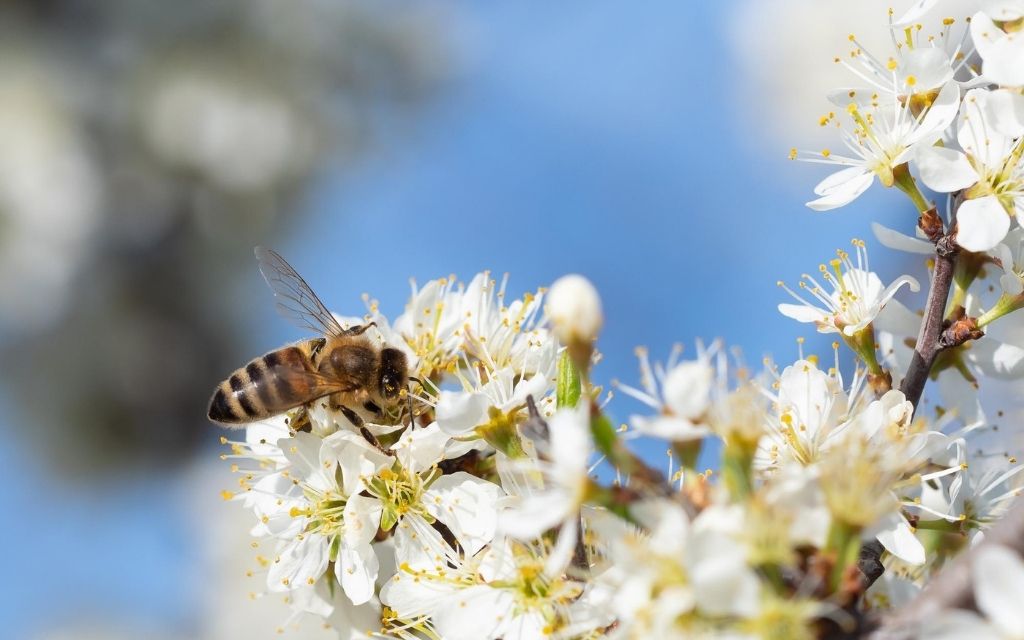 Pszczoły na kwiecie jabłoni czy innym takim