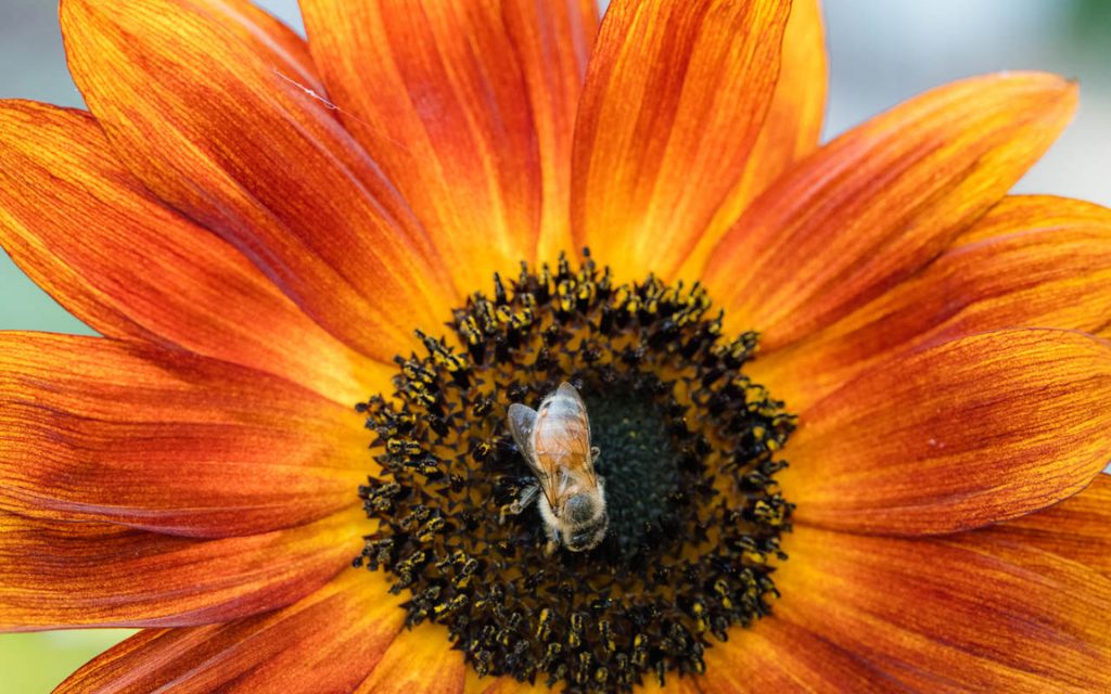 Pszczołą na kwiecie jesiennym