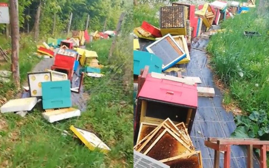 dewastacja pasieki w światowy dzień pszczół