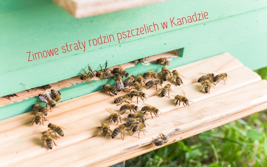 kanadyjskie pszczoły wymieraja