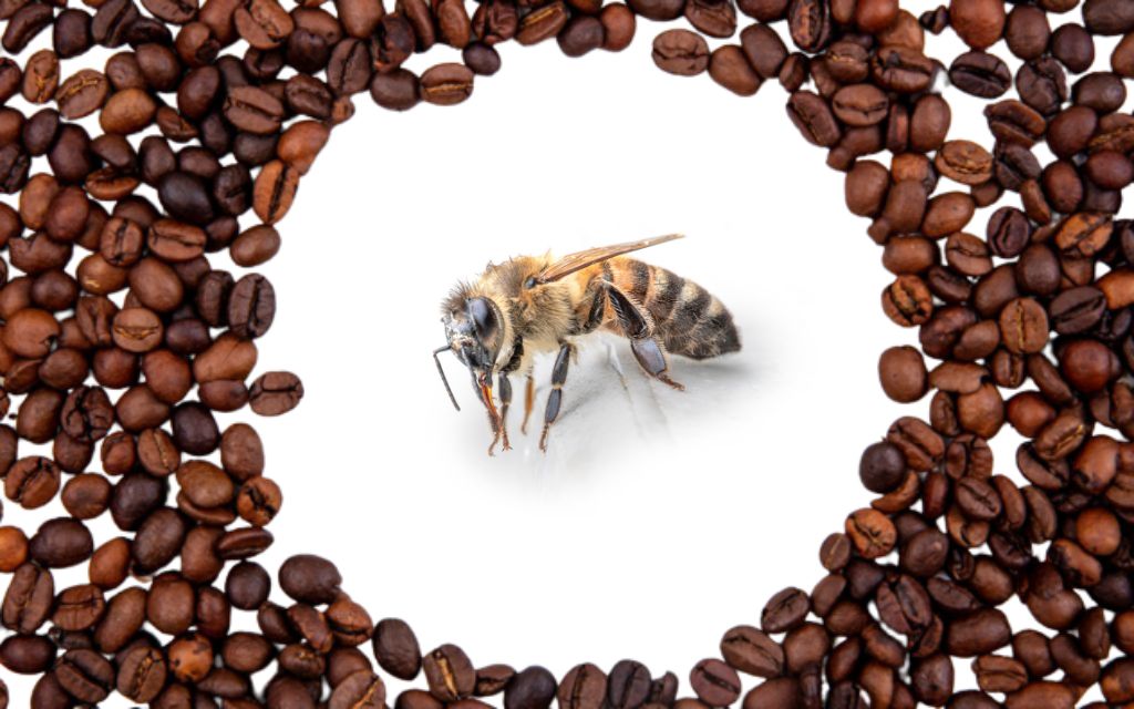 kawa pszczoły kawa