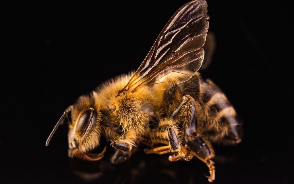 martwa pszczola na czarnym tle