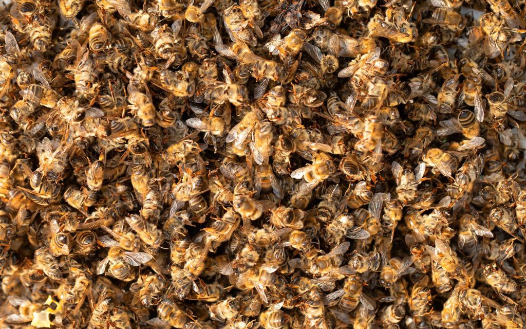 martwe pszczoly bardzo duzo