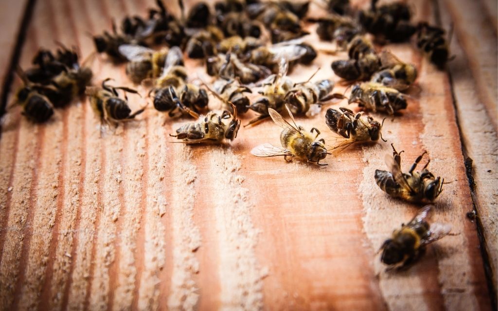 martwe pszczoly usa