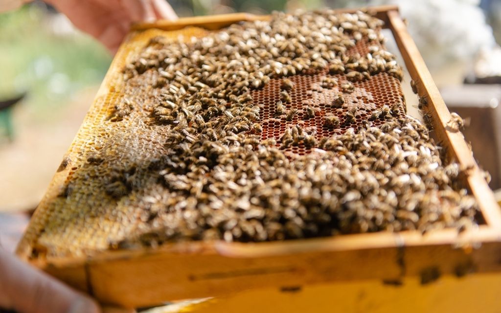 Dofinansowanie dla rolników-pszczelarzy!