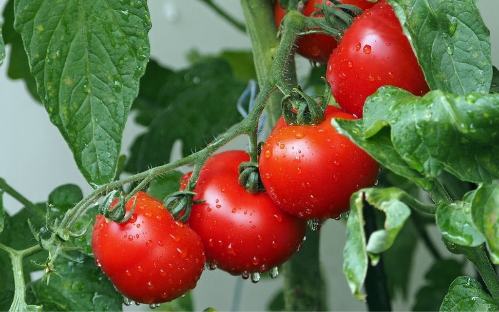 pomidory kolorowe jedzenie