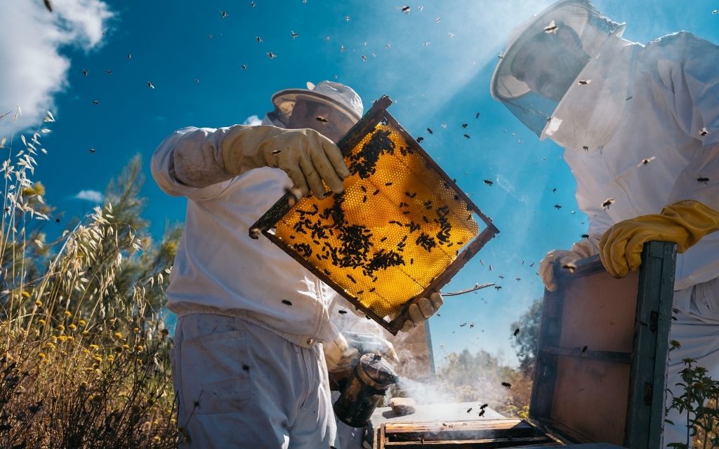 pszczelarze nad ulem od dołu