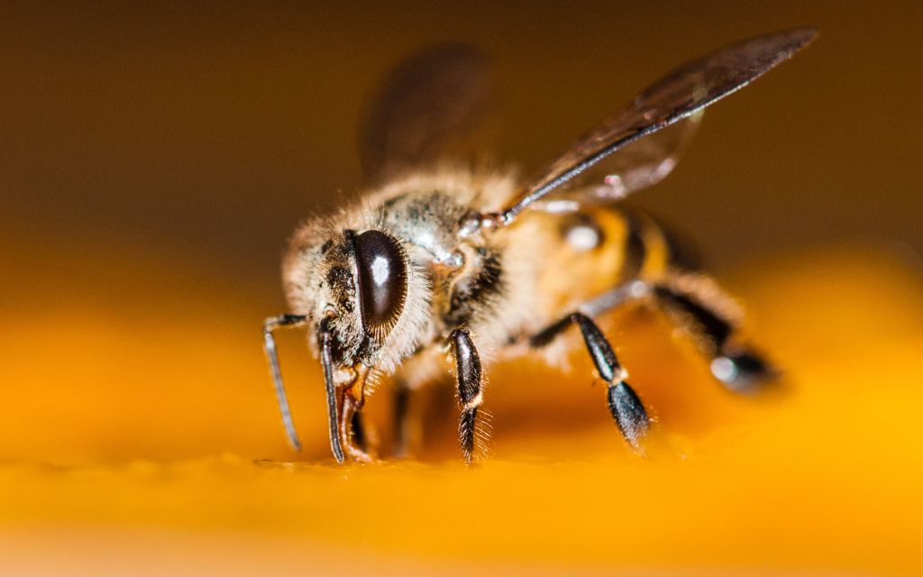 pszczola lize cukier