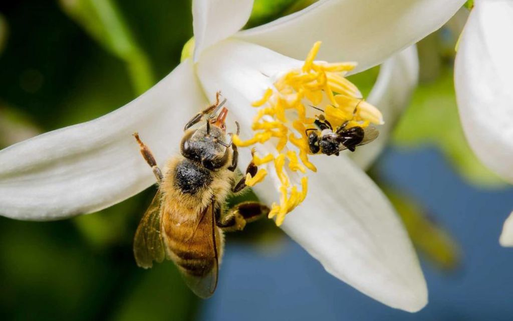 pszczola miodna i samotna