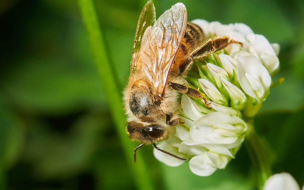 pszczola na koniczynie