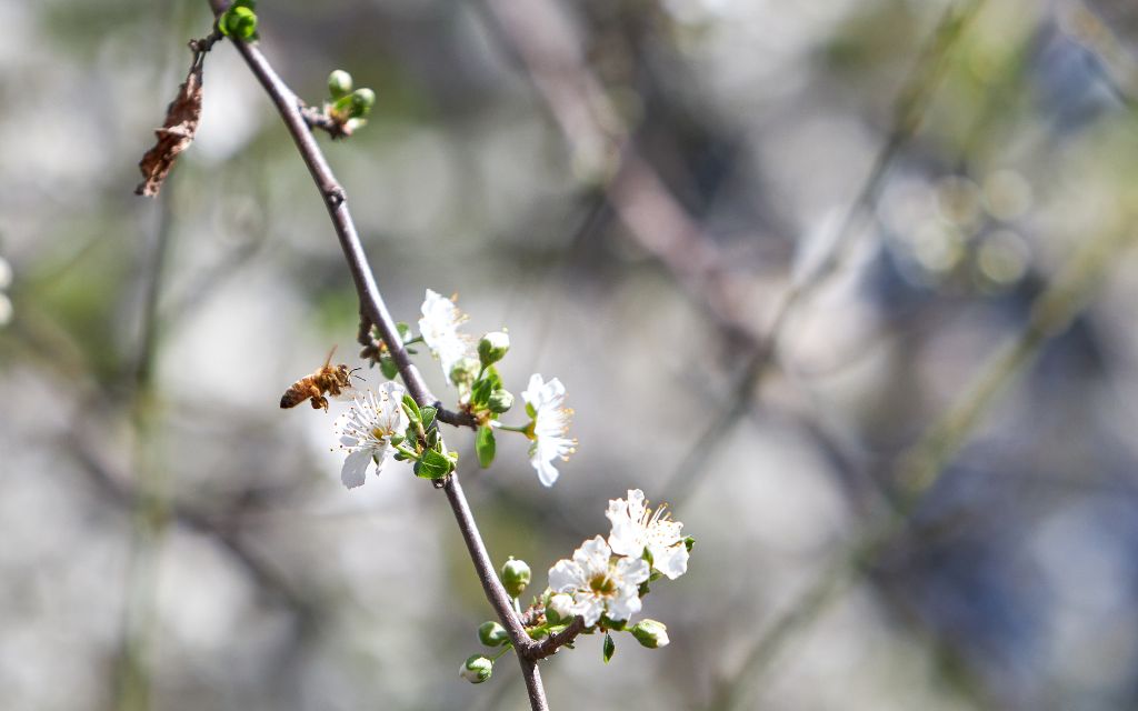 pszczola na kwiatach jabloni