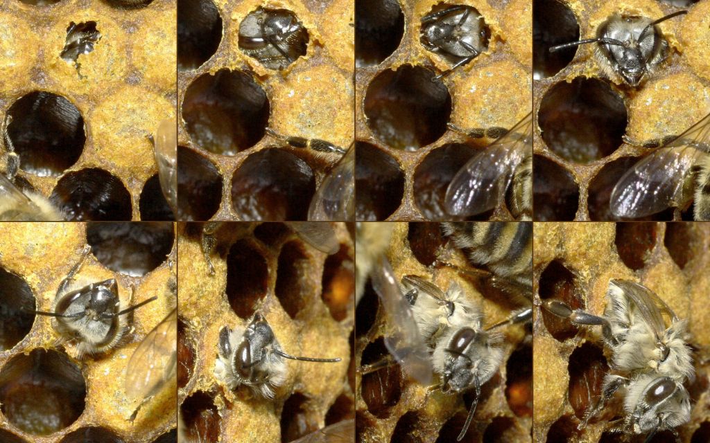 pszczola wygryzajaca sie z komorki wikiepdia