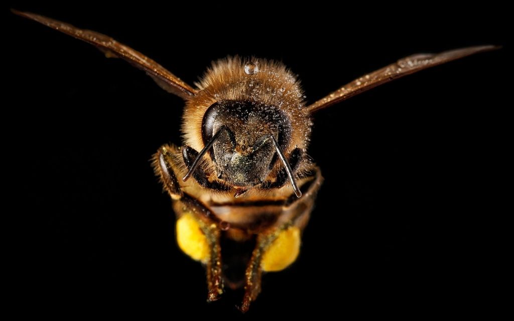 pszczoła która leci w ciemnościach