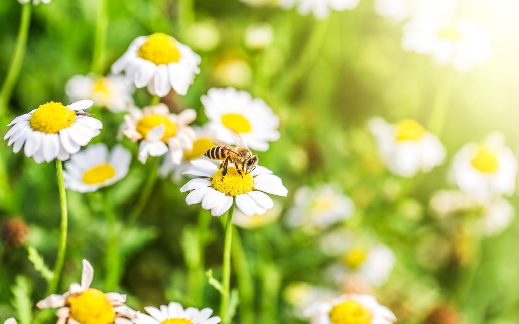 pszczoła na kwiatach wiosna ach to ty
