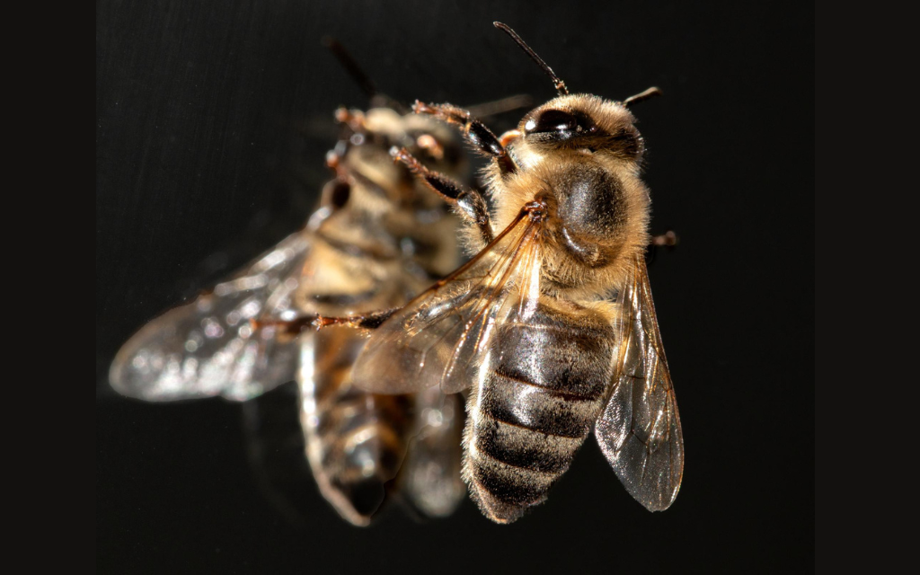 pszczoła na lustrze